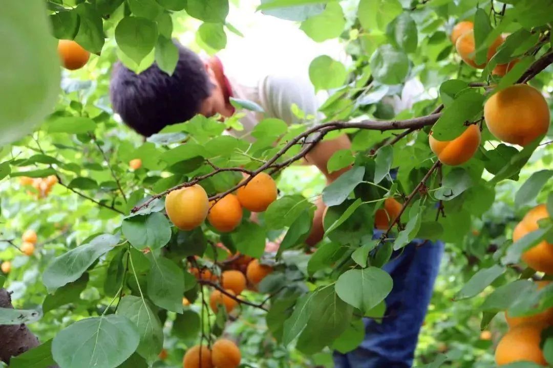 秒！陕西大黄杏18.9/箱，杏好你来啦，酸甜可口，浓郁多汁，不可错过~