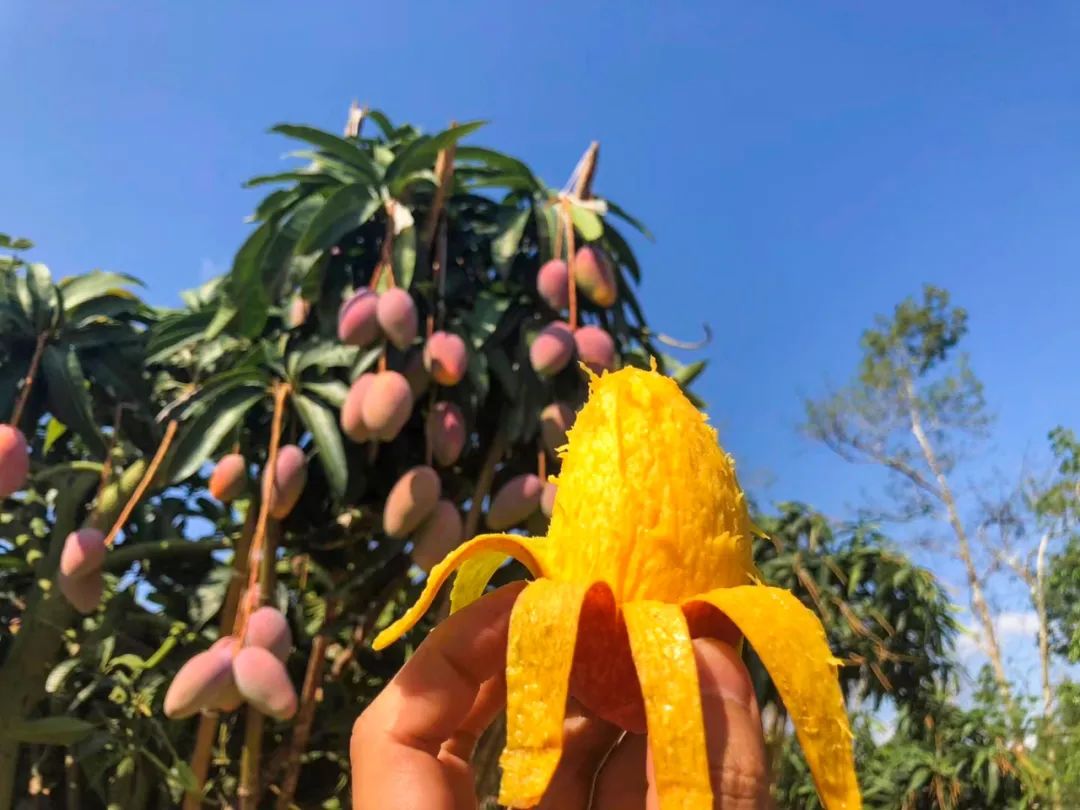 超100万斤【海南贵妃芒】新鲜下树，15.9/箱包邮！香甜嫩滑，核薄如纸，果农精心种植，邀您一起支持助力！