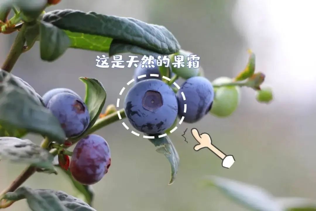 现摘现吃！藏在东莞水乡的蓝莓乐园，现在采摘正当时，65元抢门票！