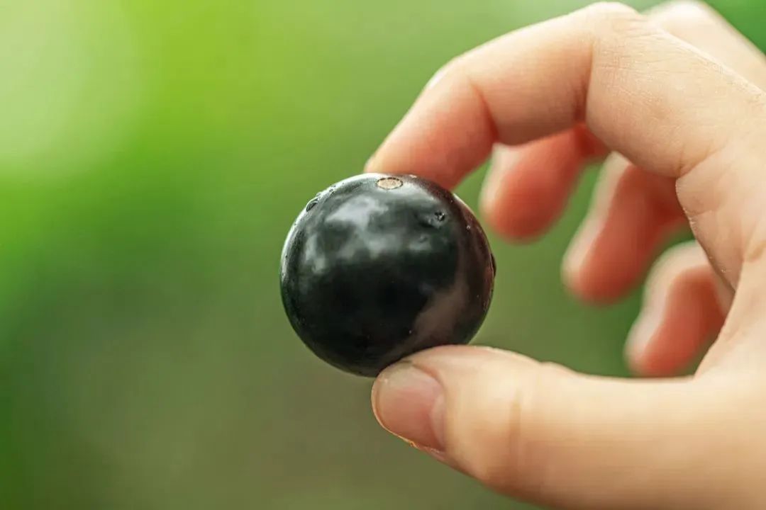周末通用！东莞最新采摘地，88元1大1小，嘉宝果畅吃+东江印象门票！