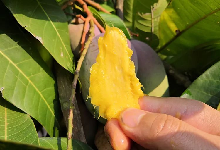 超100万斤【海南贵妃芒】新鲜下树，15.9/箱包邮！香甜嫩滑，核薄如纸，果农精心种植，邀您一起支持助力！