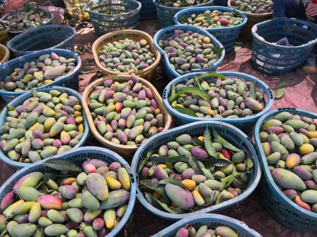 超100万斤【海南贵妃芒】新鲜下树，15.9/箱包邮！香甜嫩滑，核薄如纸，果农精心种植，邀您一起支持助力！