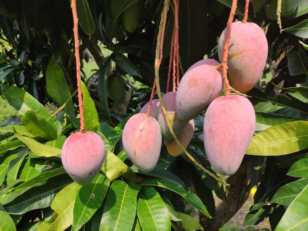 超100万斤【海南贵妃芒】新鲜下树，15.9/箱包邮！香甜嫩滑，核薄如纸，果农精心种植，邀您一起支持助力！