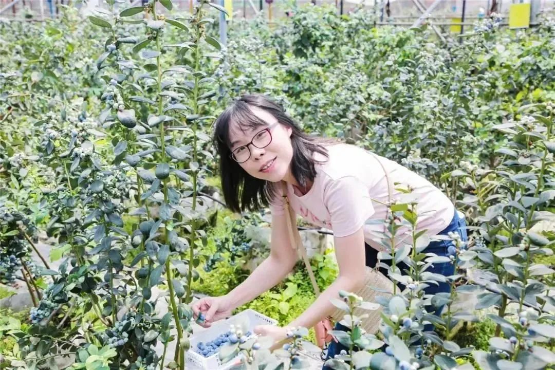 现摘现吃！藏在东莞水乡的蓝莓乐园，现在采摘正当时，65元抢门票！