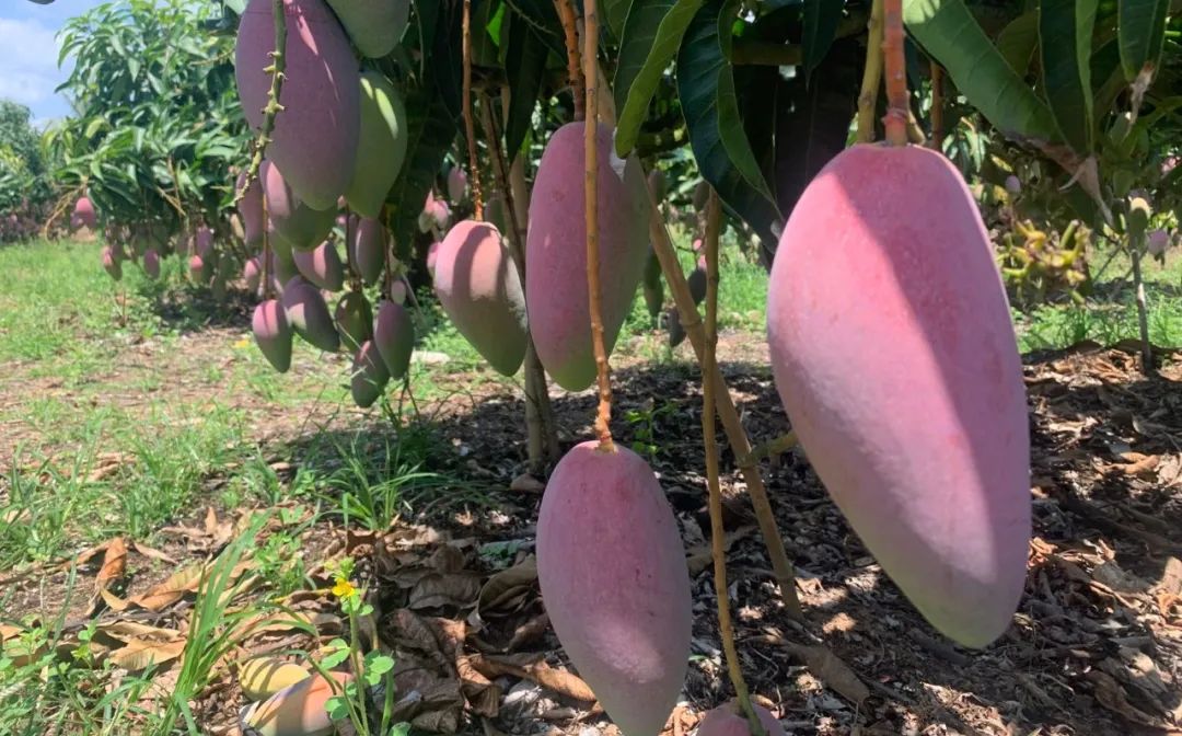 超100万斤【海南贵妃芒】新鲜下树，15.9/箱包邮！香甜嫩滑，核薄如纸，果农精心种植，邀您一起支持助力！