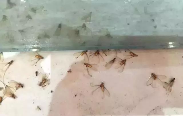 早点回家！东莞开启暴雨+雷暴+大风模式！还有东莞人最害怕的回来了.....