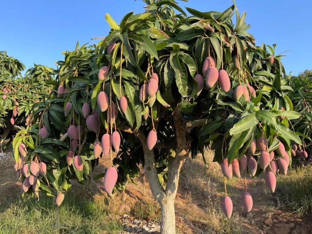 超100万斤【海南贵妃芒】新鲜下树，15.9/箱包邮！香甜嫩滑，核薄如纸，果农精心种植，邀您一起支持助力！