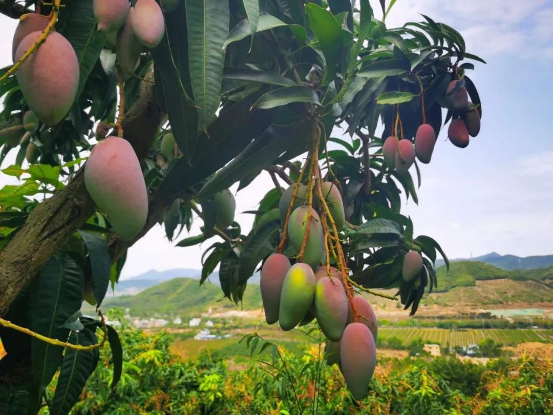 超100万斤【海南贵妃芒】新鲜下树，15.9/箱包邮！香甜嫩滑，核薄如纸，果农精心种植，邀您一起支持助力！
