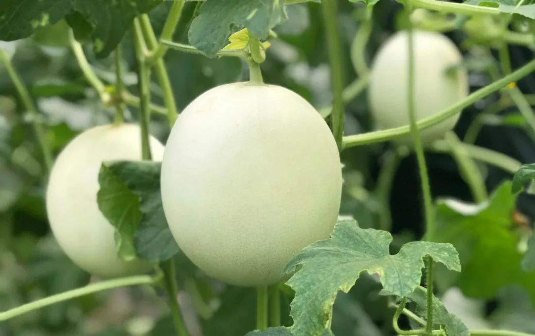 5°高甜！山东玉菇甜瓜28.9/箱，瓜界冰淇淋，晶莹似翡翠，爽滑细腻，惊艳你的味蕾！"