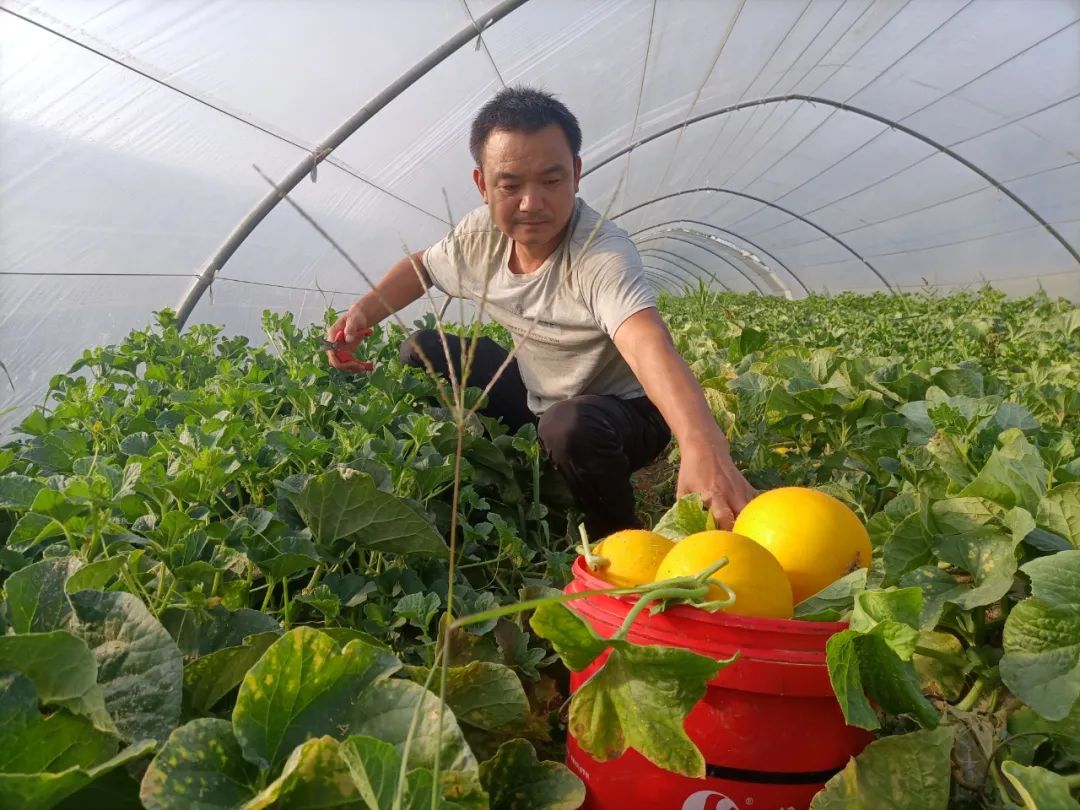 @所有东莞人，23.9元一大箱包邮，陕西阎良黄金蜜瓜，一口爆汁，甜到你尖叫！