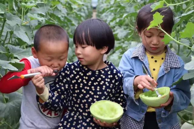 5°高甜！山东玉菇甜瓜28.9/箱，瓜界冰淇淋，晶莹似翡翠，爽滑细腻，惊艳你的味蕾！"