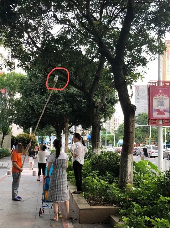 紧急提醒！这不要吃这东西！东莞随处可见！有毒！