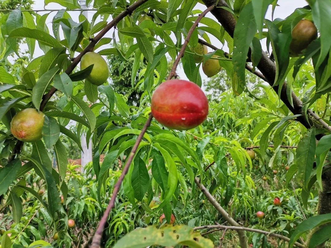 泽迷人，红润饱满，2022年第一批次上市的桃子来咯~颜值超美，口感更是超赞！