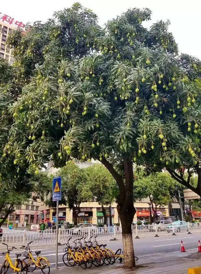 紧急提醒！这不要吃这东西！东莞随处可见！有毒！