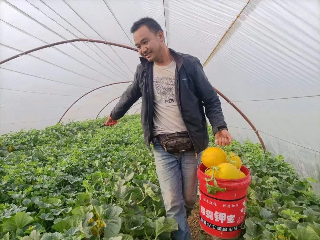 @所有东莞人，23.9元一大箱包邮，陕西阎良黄金蜜瓜，一口爆汁，甜到你尖叫！