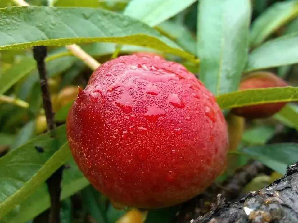 泽迷人，红润饱满，2022年第一批次上市的桃子来咯~颜值超美，口感更是超赞！