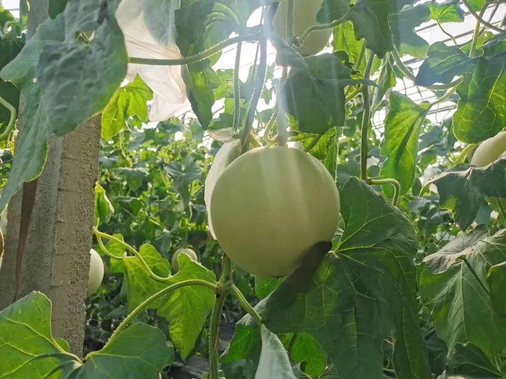 5°高甜！山东玉菇甜瓜28.9/箱，瓜界冰淇淋，晶莹似翡翠，爽滑细腻，惊艳你的味蕾！"