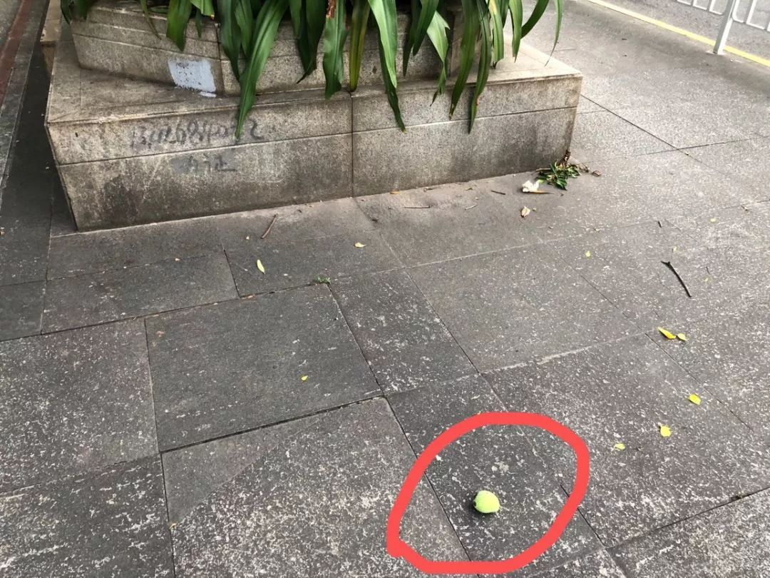 紧急提醒！这不要吃这东西！东莞随处可见！有毒！