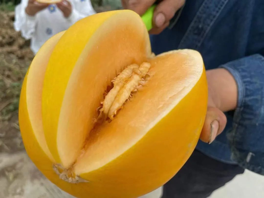 甜爆了！陕西瓜农精心耕作【黄河蜜瓜】香甜多汁，23.9/箱包邮！一起助力支持，不负农人心！
