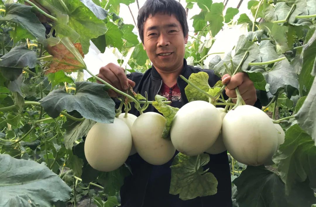 5°高甜！山东玉菇甜瓜28.9/箱，瓜界冰淇淋，晶莹似翡翠，爽滑细腻，惊艳你的味蕾！"
