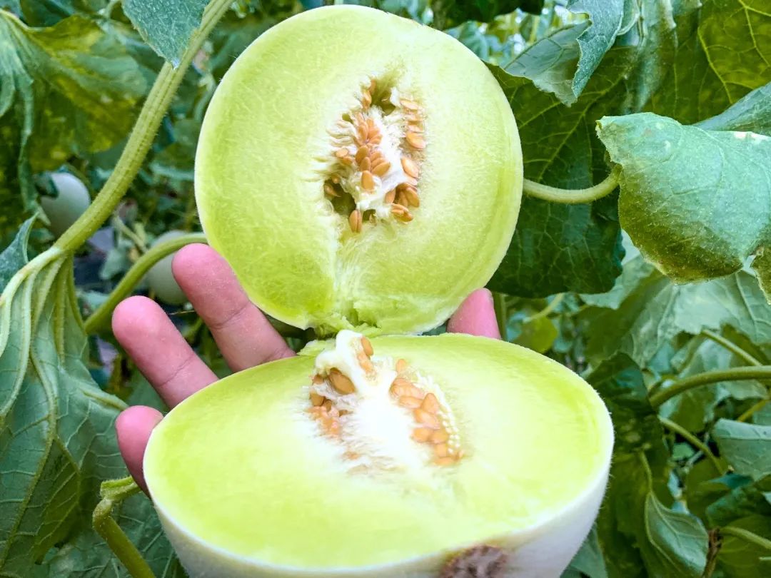 5°高甜！山东玉菇甜瓜28.9/箱，瓜界冰淇淋，晶莹似翡翠，爽滑细腻，惊艳你的味蕾！"