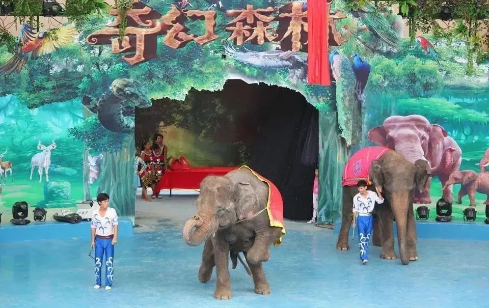 六一放特价啦！一起来香市看大熊猫，劲爆价110元2大2小重磅来袭！
