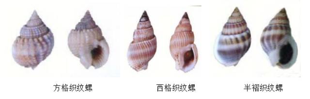 毒性超强！最近别碰这东西，严重可致命