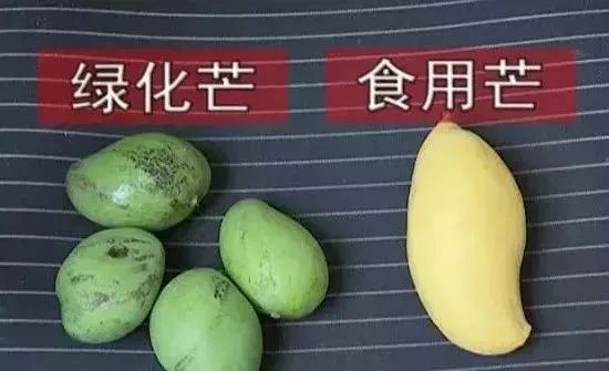 紧急提醒！这不要吃这东西！东莞随处可见！有毒！