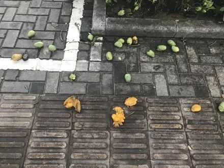紧急提醒！这不要吃这东西！东莞随处可见！有毒！