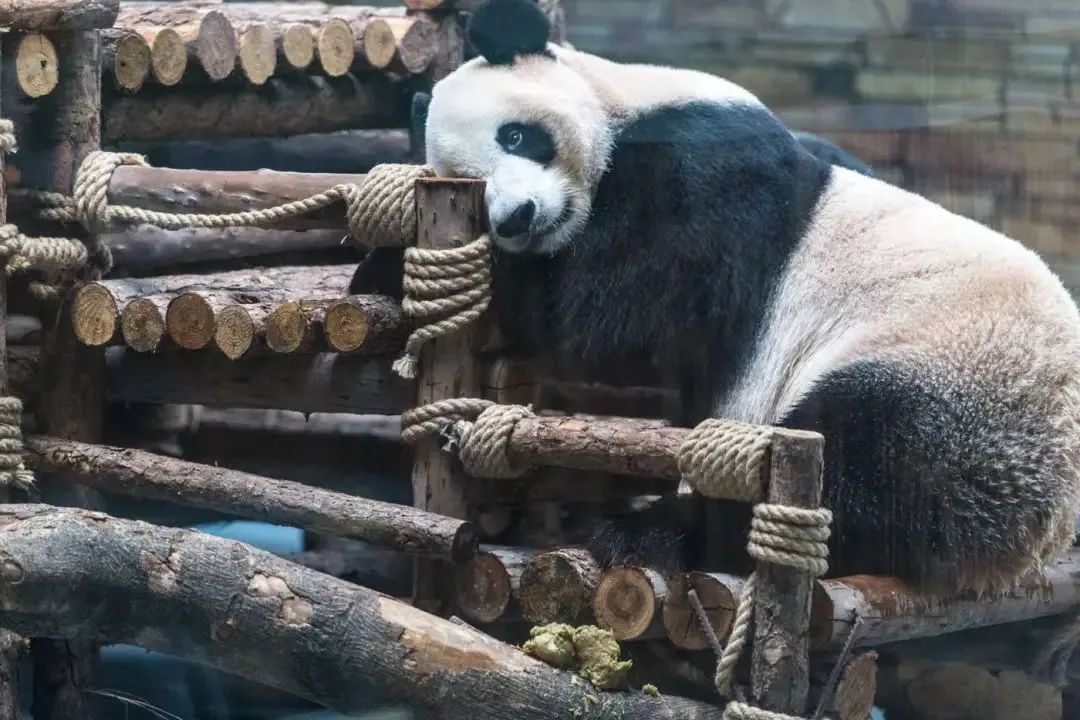 六一放特价啦！一起来香市看大熊猫，劲爆价110元2大2小重磅来袭！
