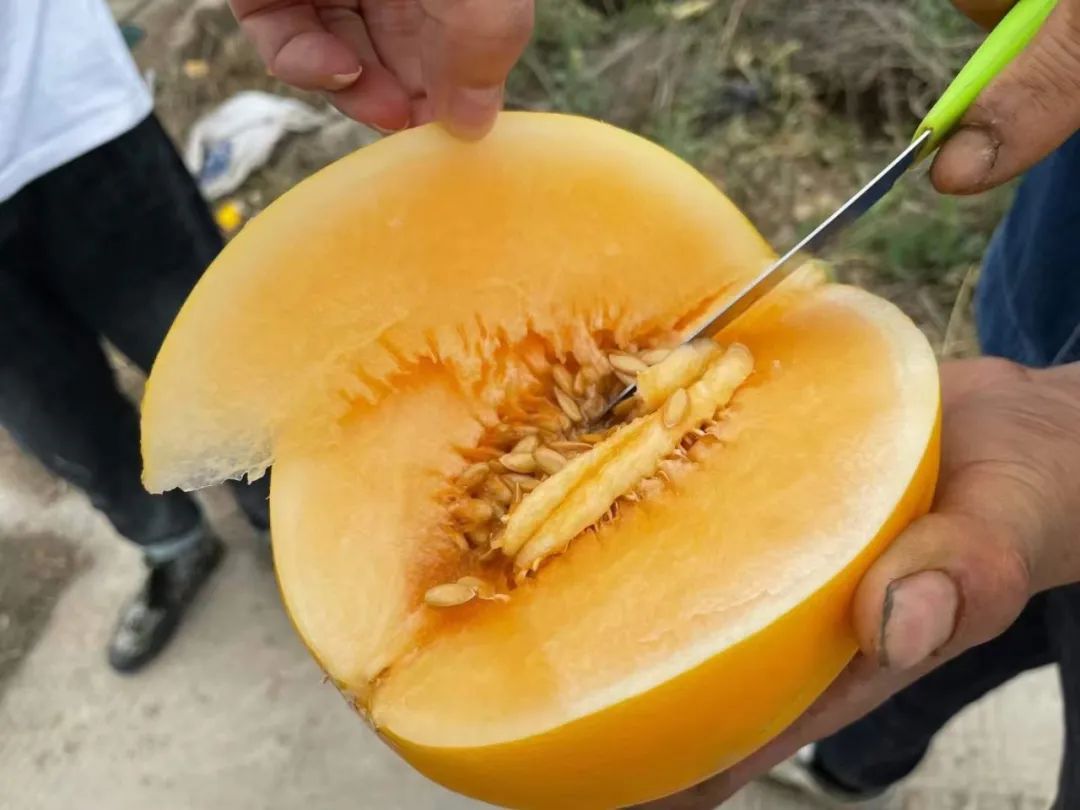 甜爆了！陕西瓜农精心耕作【黄河蜜瓜】香甜多汁，23.9/箱包邮！一起助力支持，不负农人心！