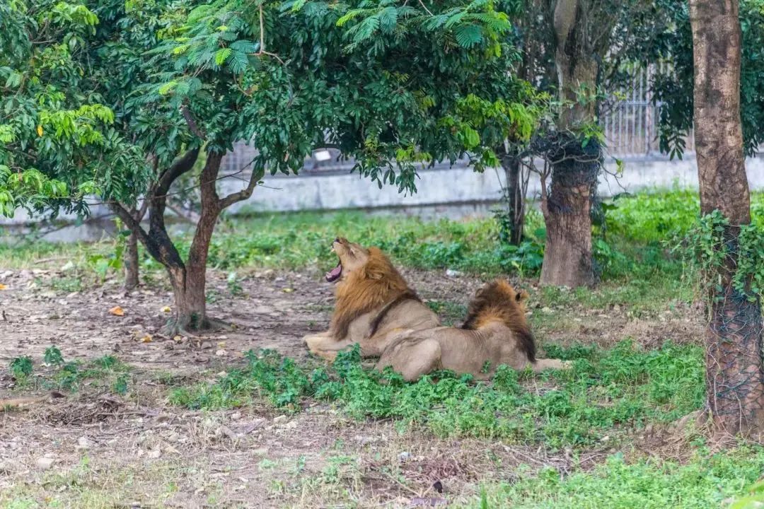 六一放特价啦！一起来香市看大熊猫，劲爆价110元2大2小重磅来袭！