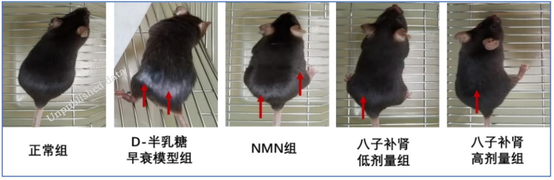 ​八子补肾胶囊抗衰老研究取得重大进展