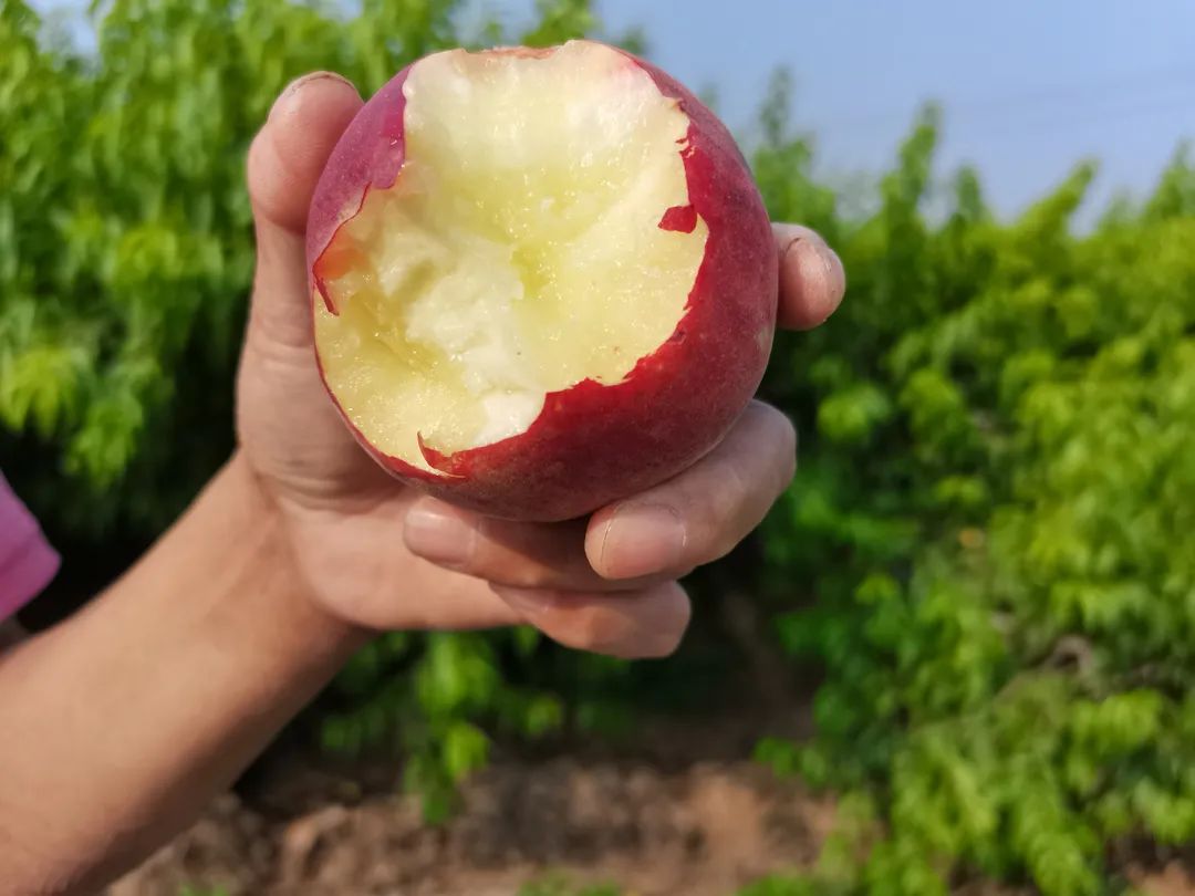 一口爆汁！陕西水蜜桃成熟了，桃园现摘现发，25.9元/箱包邮，香甜可口，现摘现发~