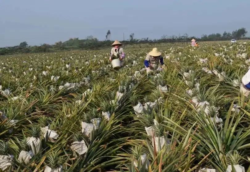像剥玉米一样剥凤梨！【海南手撕凤梨26.9/箱】水嫩果肉，一咬一口蜜汁，让你味蕾欲罢不能！