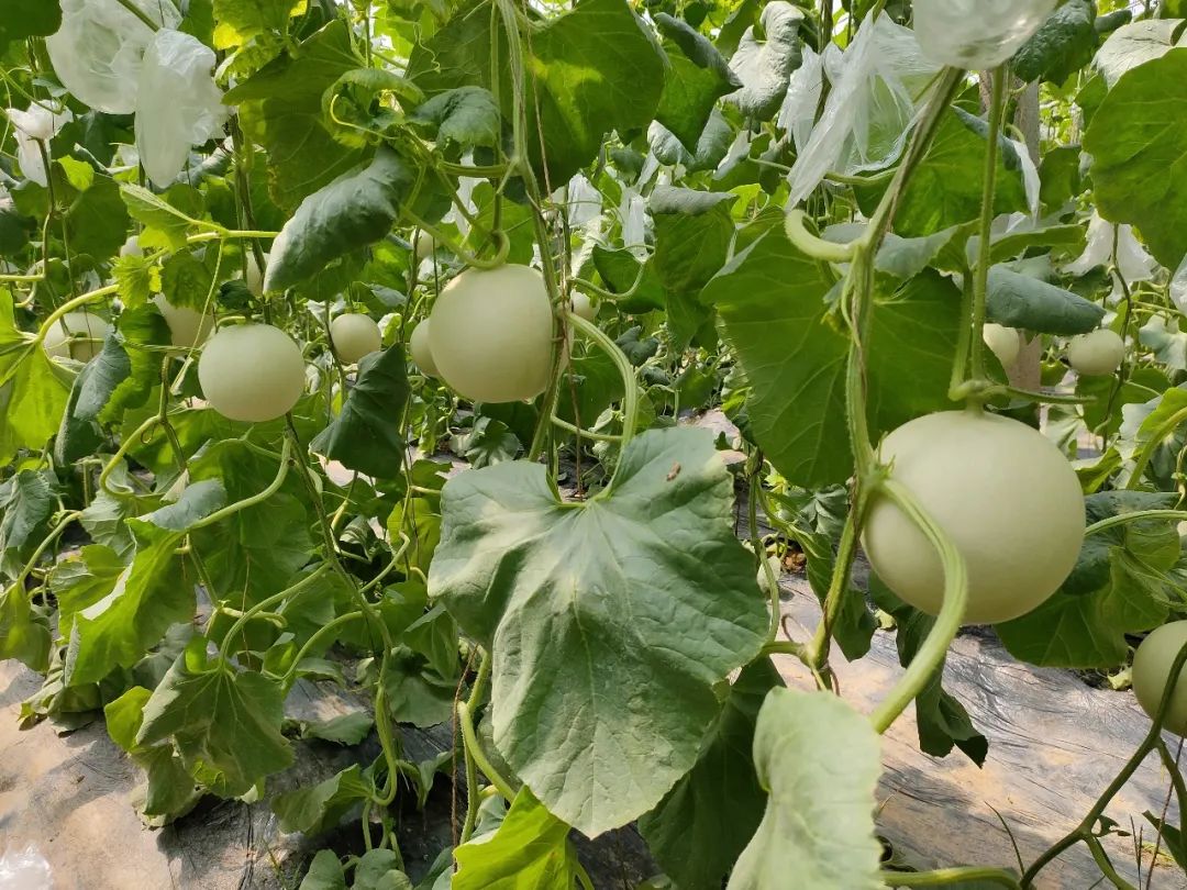 尝过玉菇，人间再无其它甜瓜！26.9/箱瓜界冰淇淋，晶莹似翡翠，爽滑细腻！
