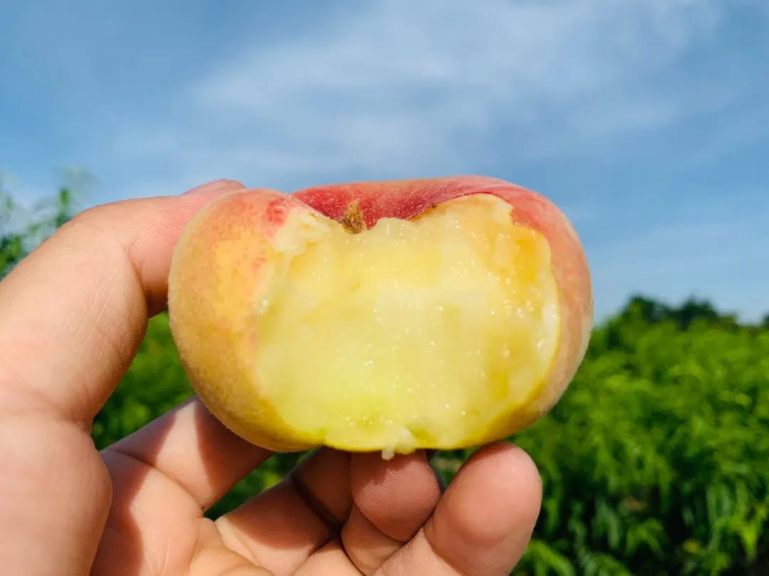 只卖20天！陕西露天王母毛蟠桃27.9/箱，肉厚核小，香甜流汁！错过等一年！