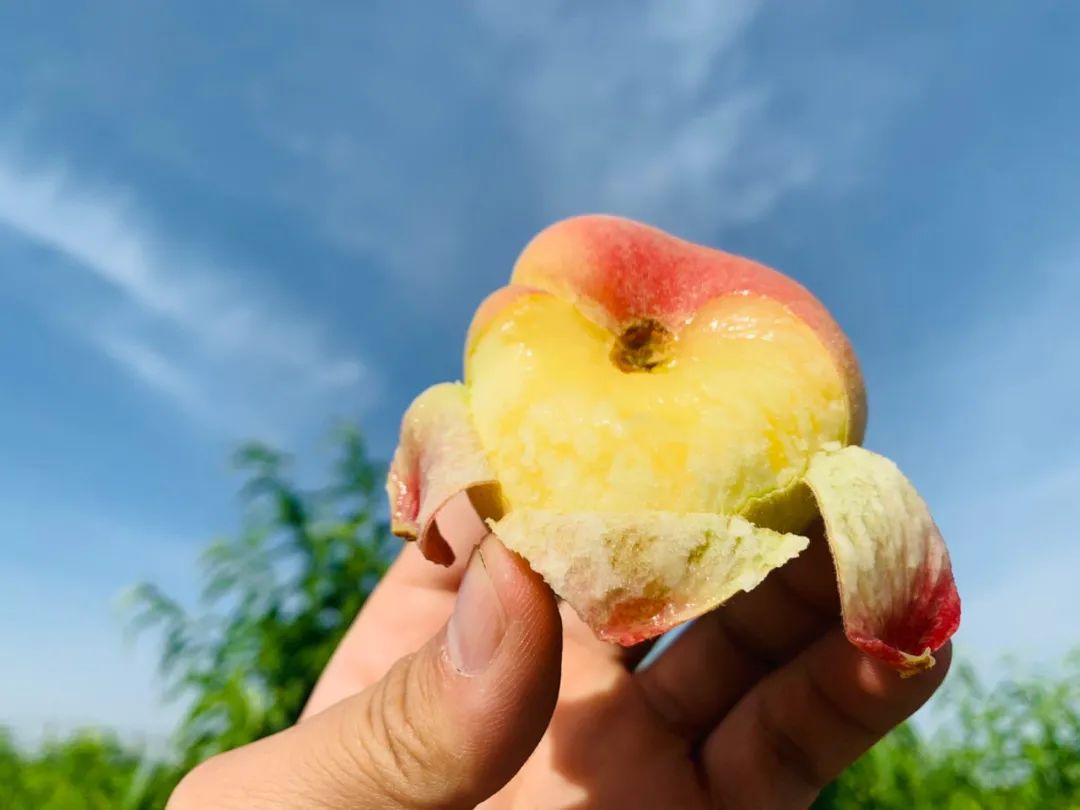 只卖20天！陕西露天王母毛蟠桃27.9/箱，肉厚核小，香甜流汁！错过等一年！