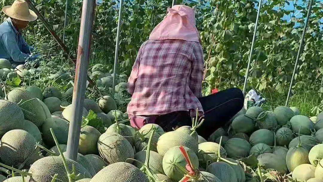 【蜜瓜三拼】炎炎夏日，邀您开启甜蜜三拼，低至22.9/箱山东西州蜜、玉菇甜瓜、玫珑蜜瓜~