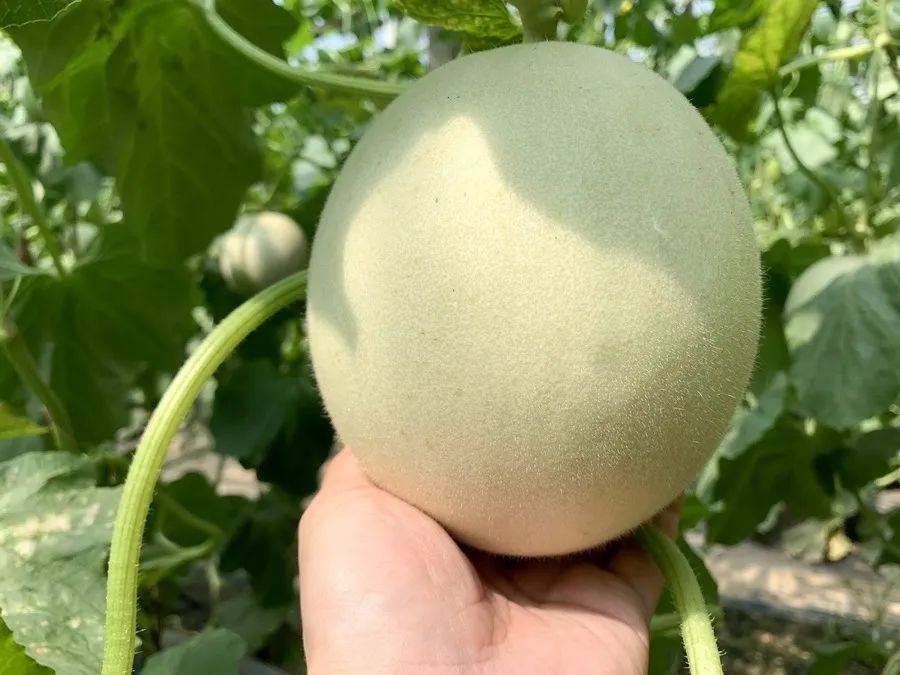 【蜜瓜三拼】炎炎夏日，邀您开启甜蜜三拼，低至22.9/箱山东西州蜜、玉菇甜瓜、玫珑蜜瓜~