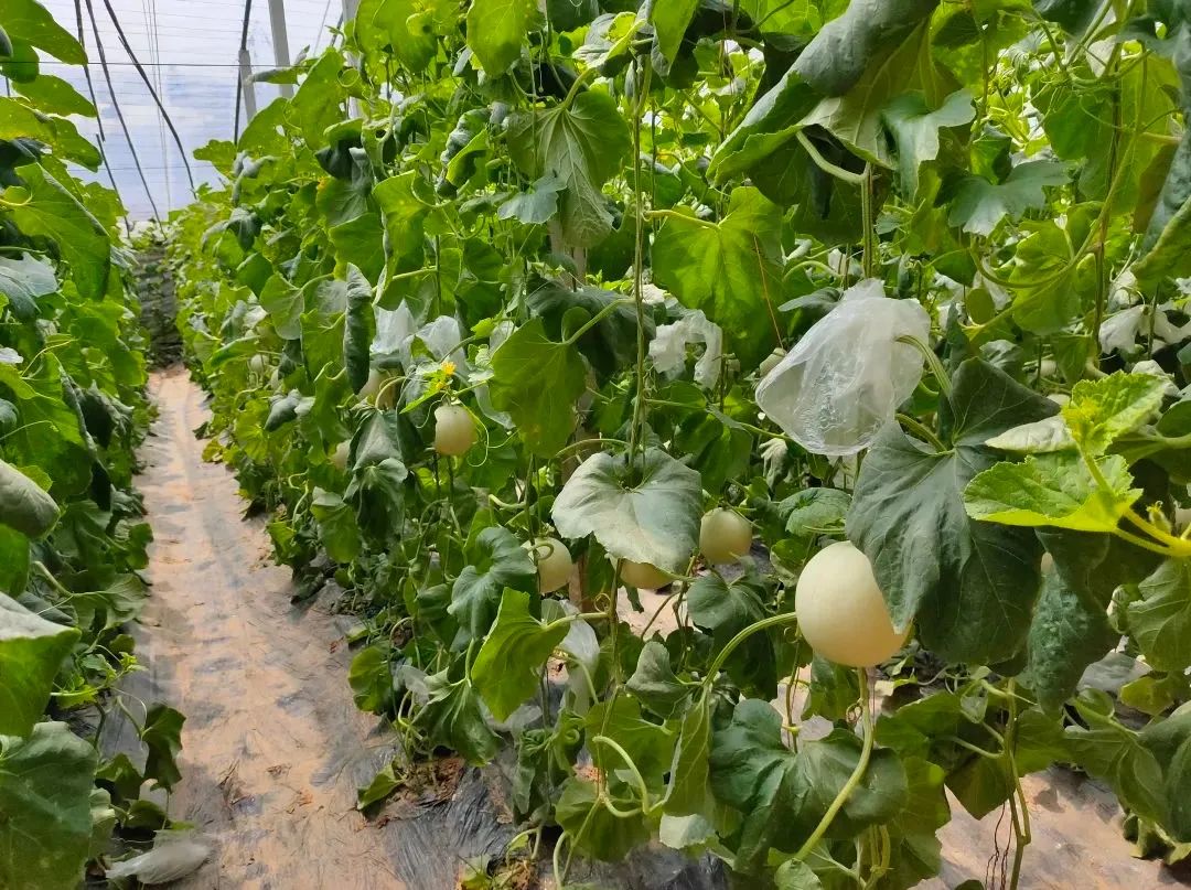 【蜜瓜三拼】炎炎夏日，邀您开启甜蜜三拼，低至22.9/箱山东西州蜜、玉菇甜瓜、玫珑蜜瓜~
