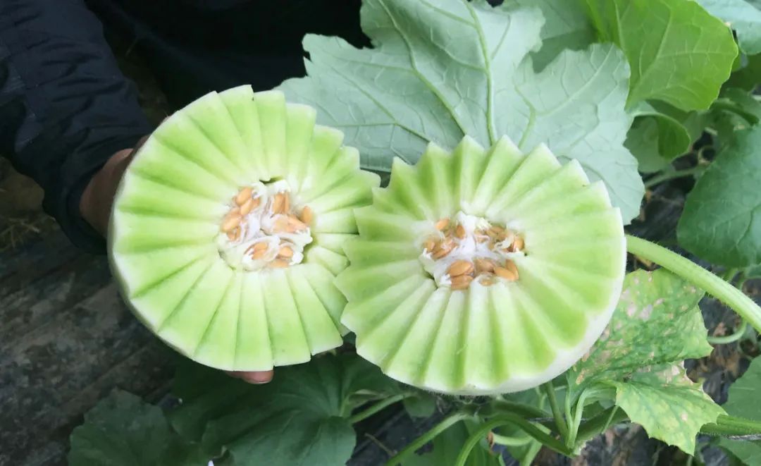 尝过玉菇，人间再无其它甜瓜！26.9/箱瓜界冰淇淋，晶莹似翡翠，爽滑细腻！