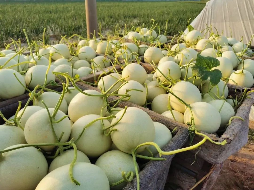 尝过玉菇，人间再无其它甜瓜！26.9/箱瓜界冰淇淋，晶莹似翡翠，爽滑细腻！