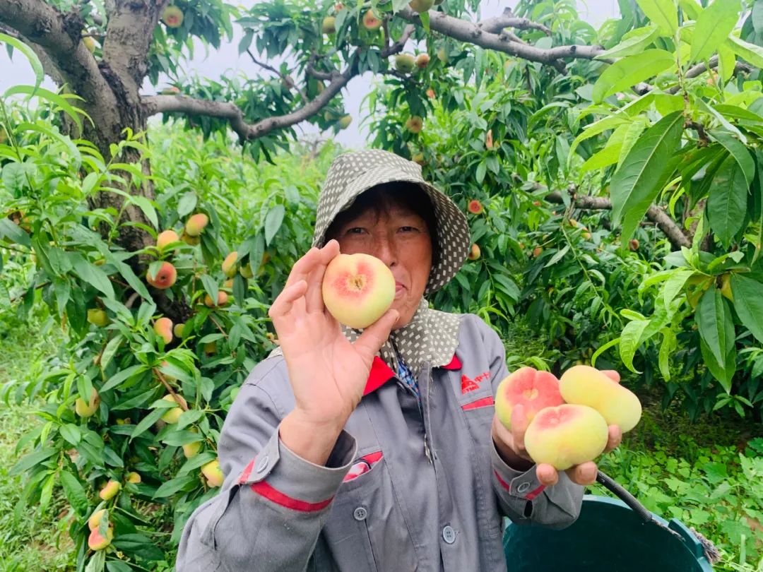 只卖20天！陕西露天王母毛蟠桃27.9/箱，肉厚核小，香甜流汁！错过等一年！