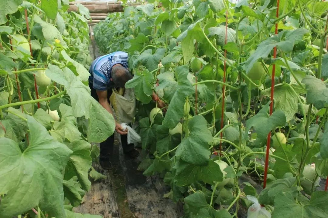 尝过玉菇，人间再无其它甜瓜！26.9/箱瓜界冰淇淋，晶莹似翡翠，爽滑细腻！