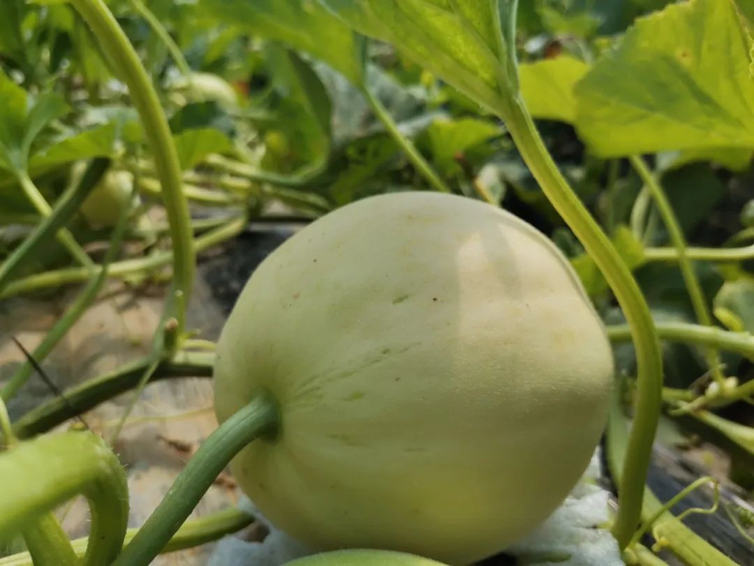 尝过玉菇，人间再无其它甜瓜！26.9/箱瓜界冰淇淋，晶莹似翡翠，爽滑细腻！