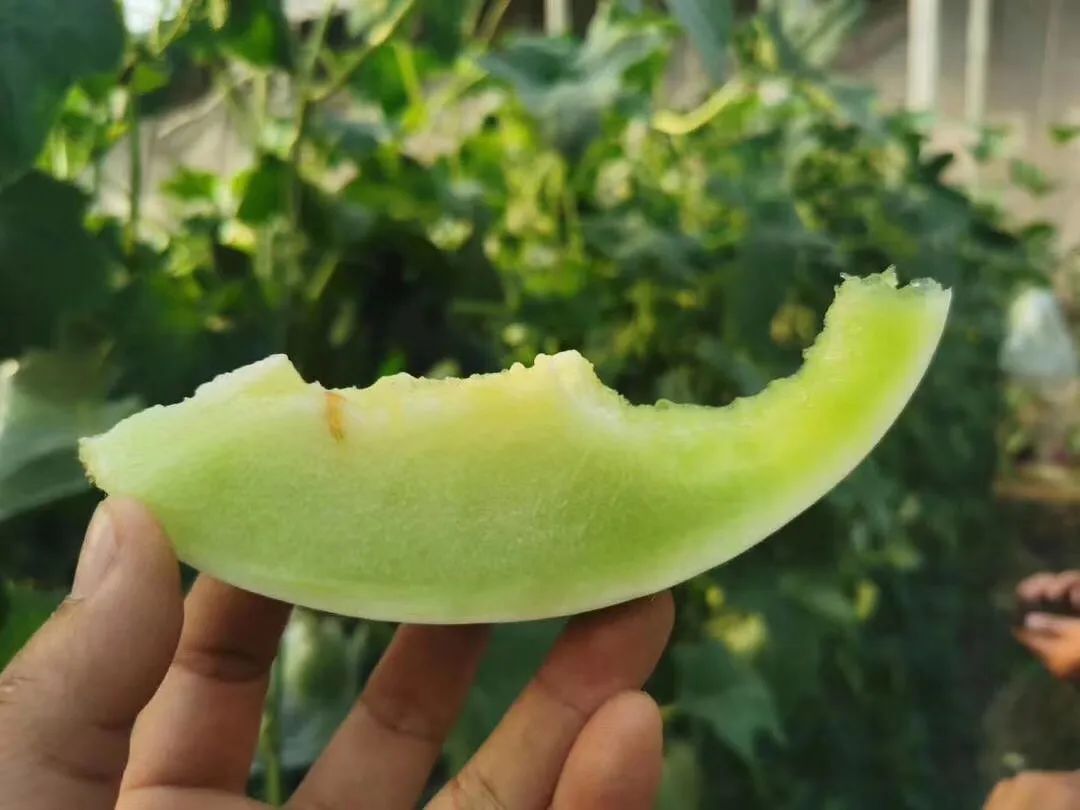【蜜瓜三拼】炎炎夏日，邀您开启甜蜜三拼，低至22.9/箱山东西州蜜、玉菇甜瓜、玫珑蜜瓜~