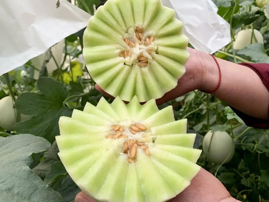 尝过玉菇，人间再无其它甜瓜！26.9/箱瓜界冰淇淋，晶莹似翡翠，爽滑细腻！