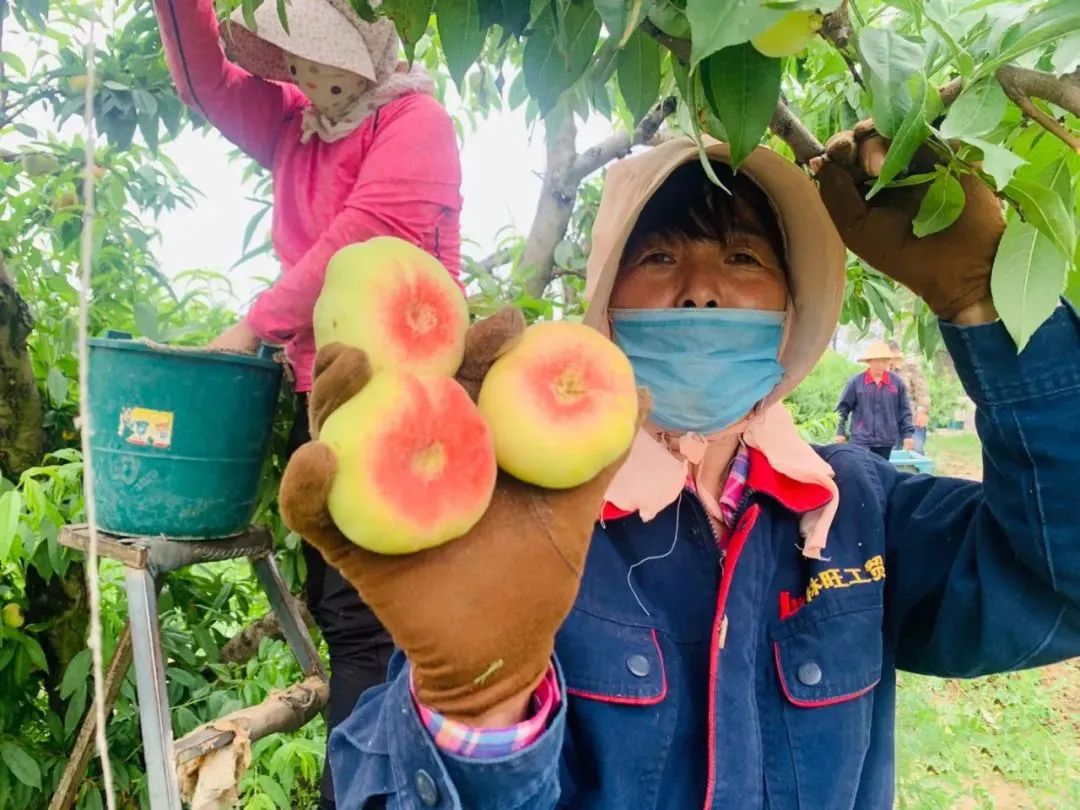 只卖20天！陕西露天王母毛蟠桃27.9/箱，肉厚核小，香甜流汁！错过等一年！