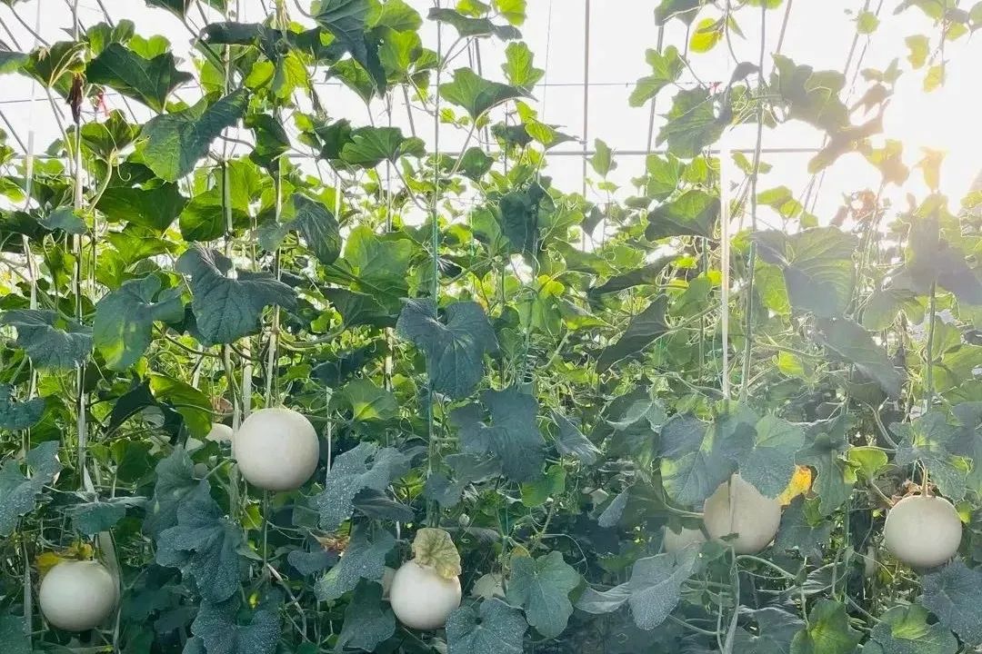 【蜜瓜三拼】炎炎夏日，邀您开启甜蜜三拼，低至22.9/箱山东西州蜜、玉菇甜瓜、玫珑蜜瓜~